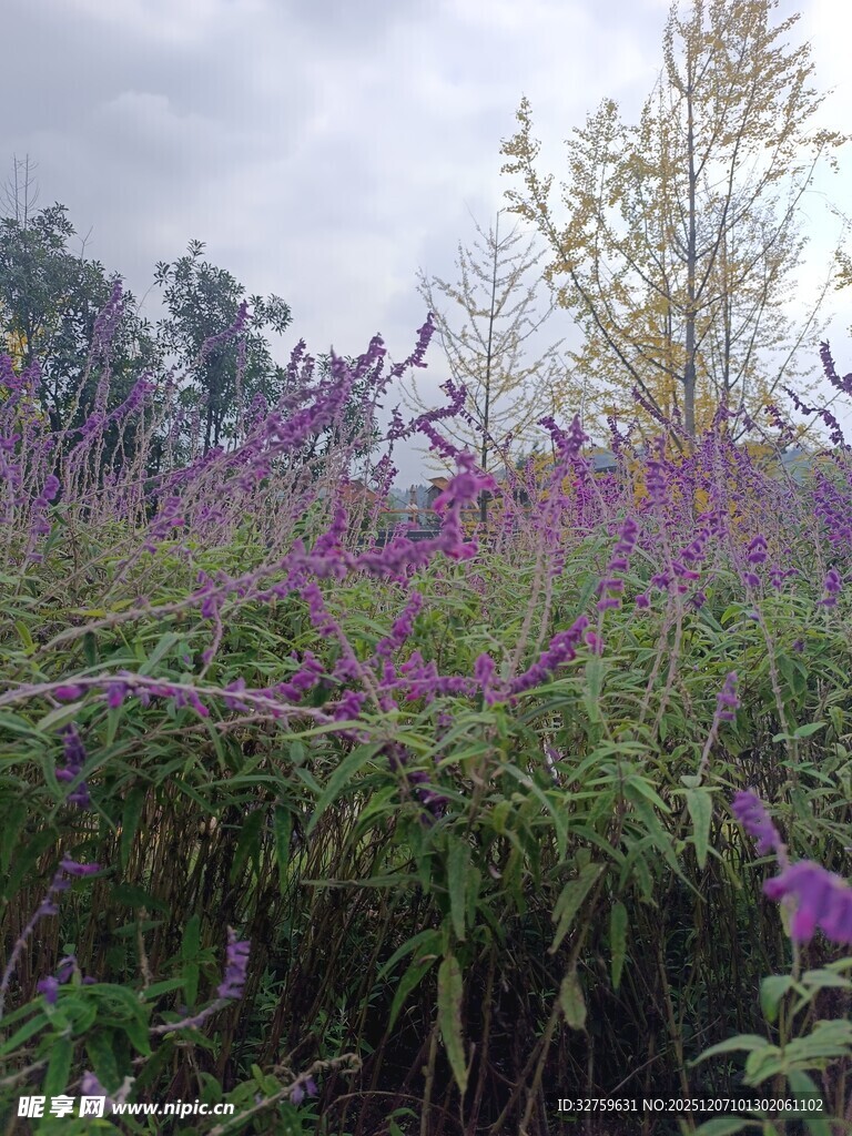 紫色花丛中的自然景致