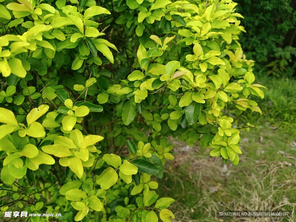 翠绿繁茂的生机树叶