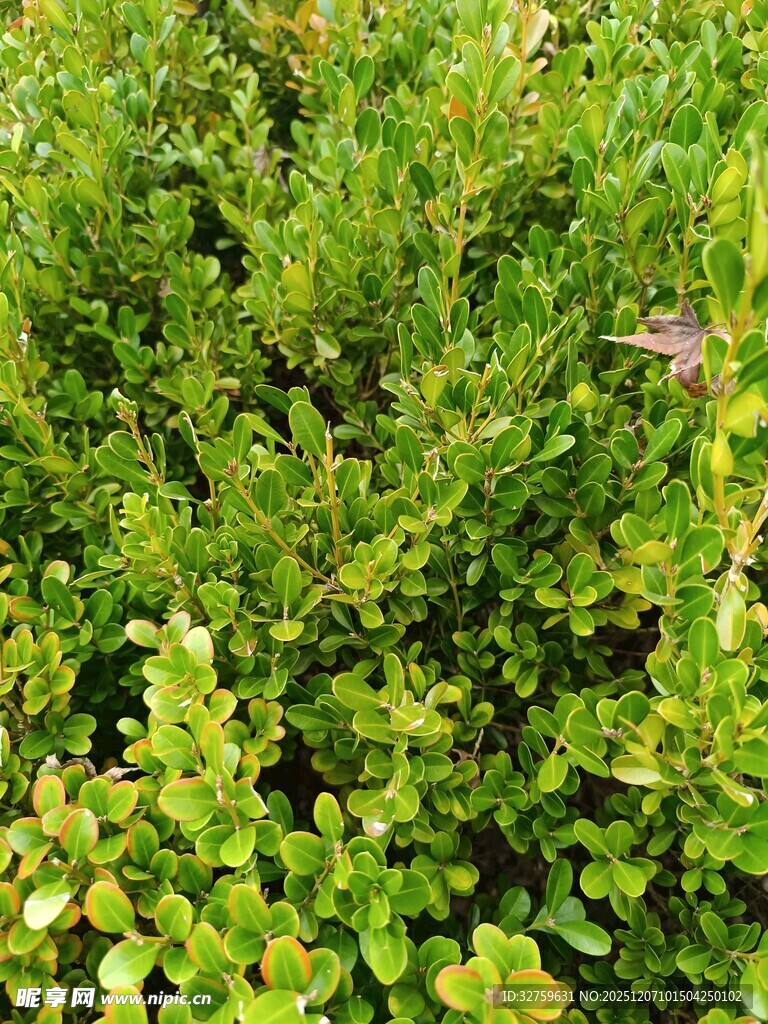 翠绿繁茂的丛生植物