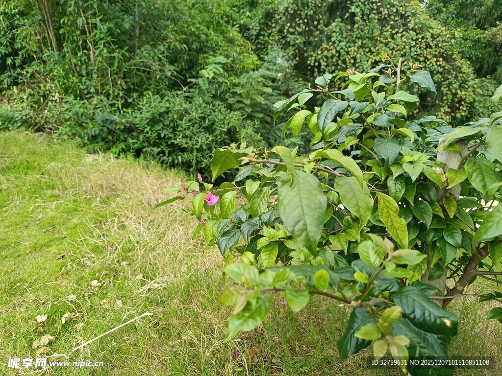 山坡上的繁茂绿植