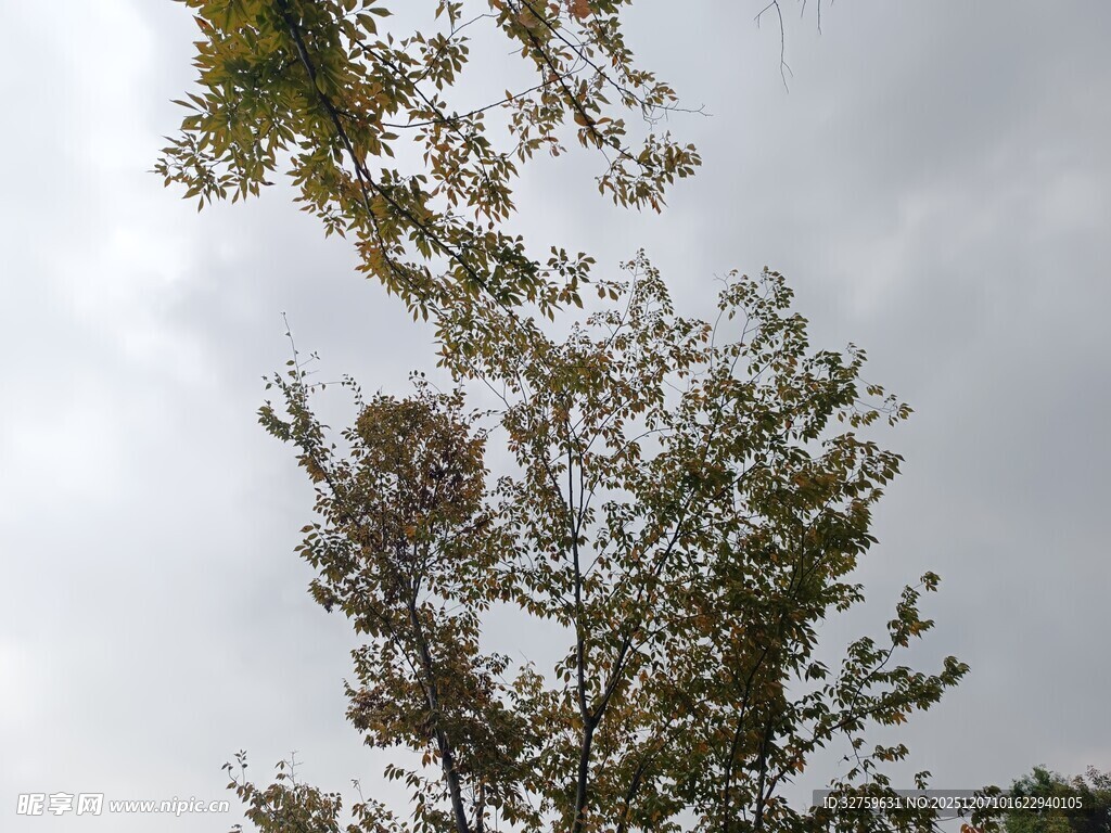 树梢之上的灰白天空