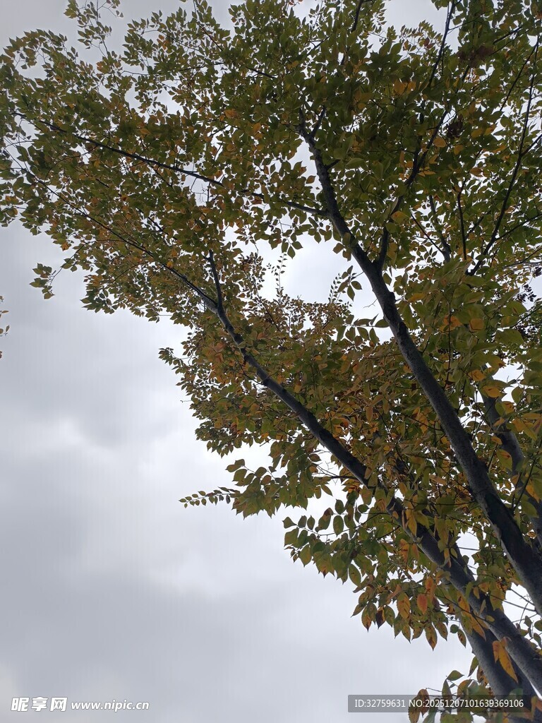 秋日树梢与灰白天空