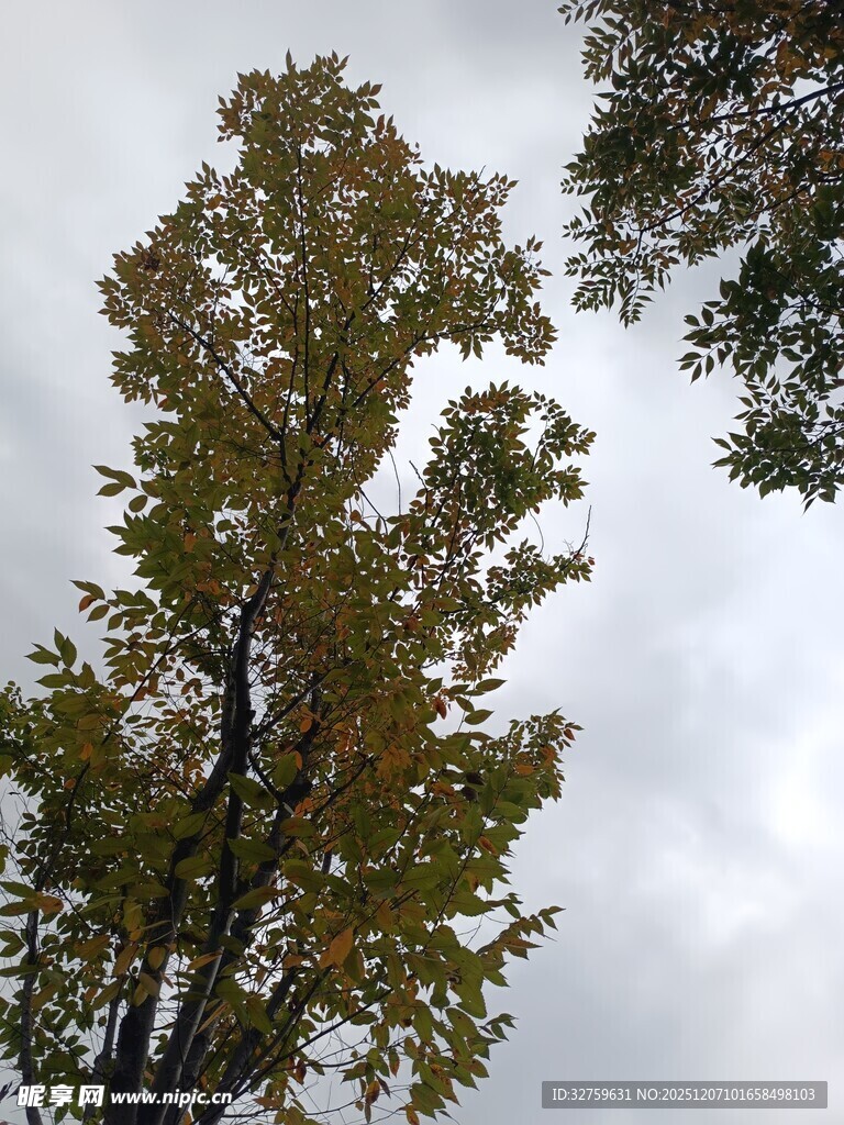 秋日挺拔树木与灰白天空