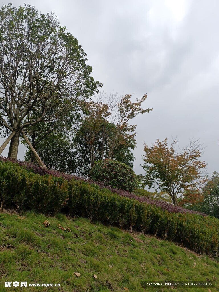 户外绿意盎然的自然景致