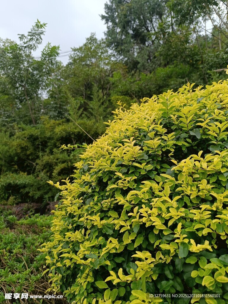 金黄灌木装点绿意景观