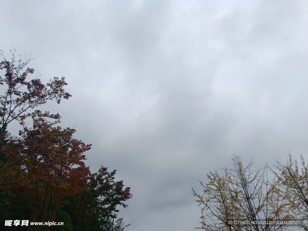 秋日多云天空下的树木