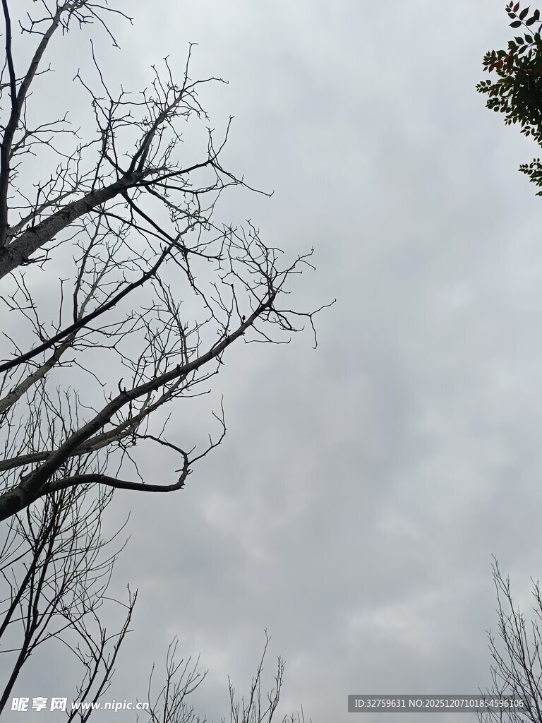 冬日枯树与阴沉天空