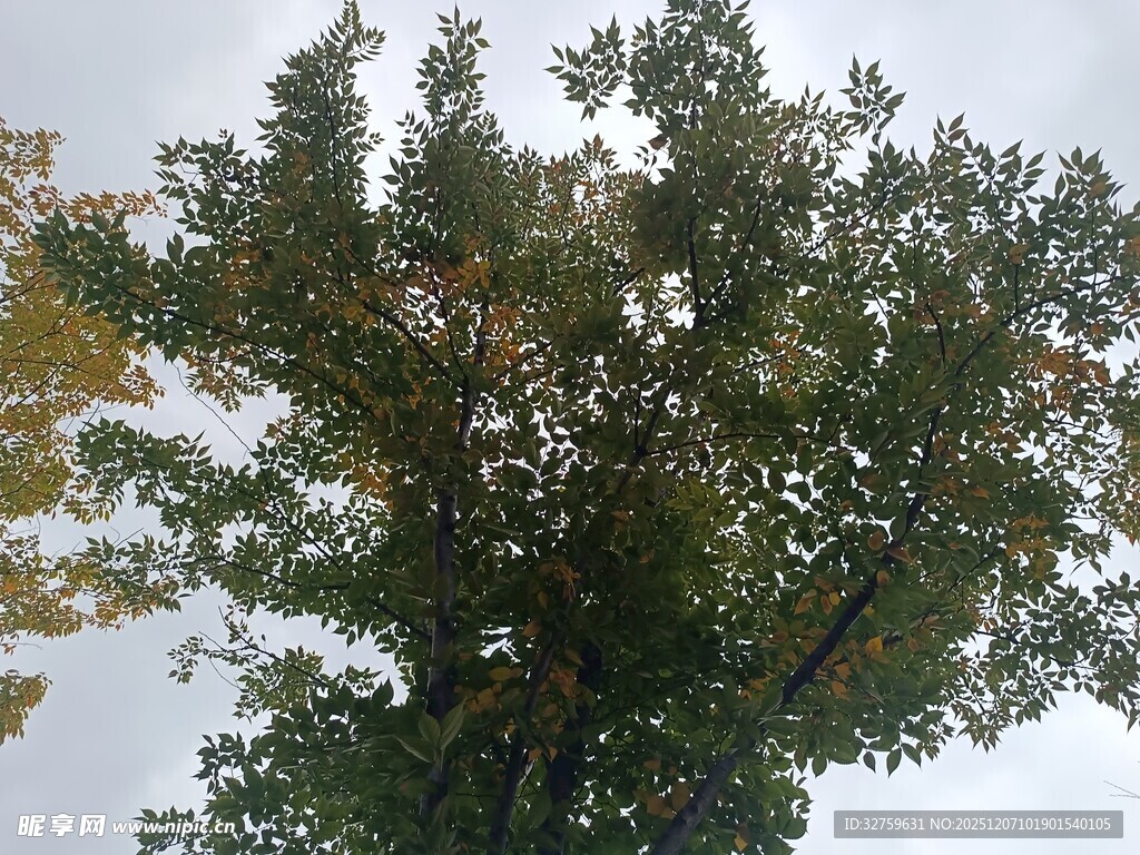 枝头绿叶映雪景