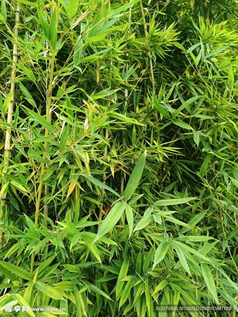 茂密绿意盎然的野生植物