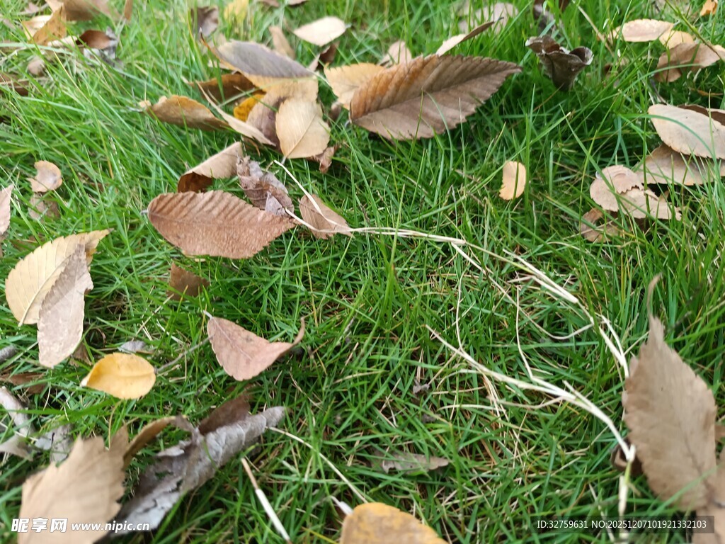 草地上的散落秋叶