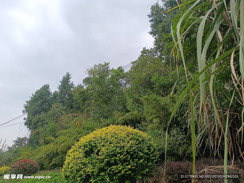 绿意盎然的园林景观