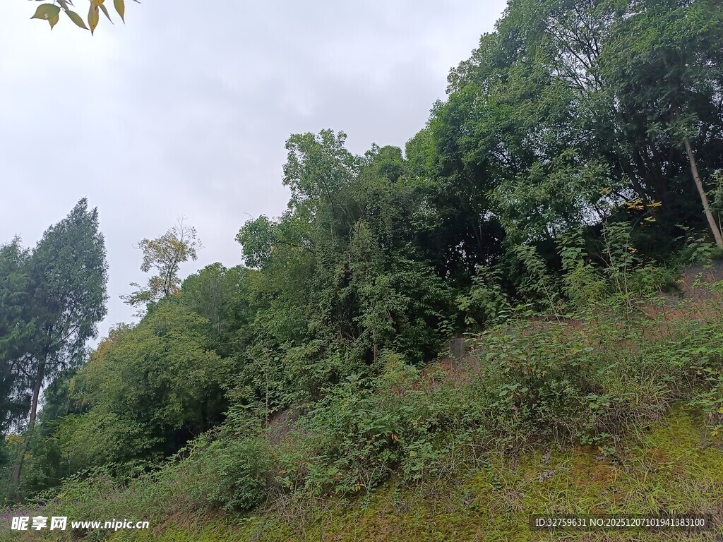 山坡上的茂密绿植