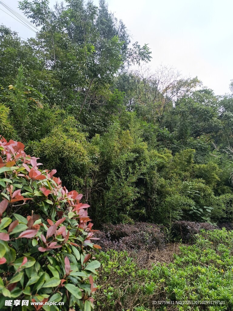 繁茂丛林中的多彩植物景观