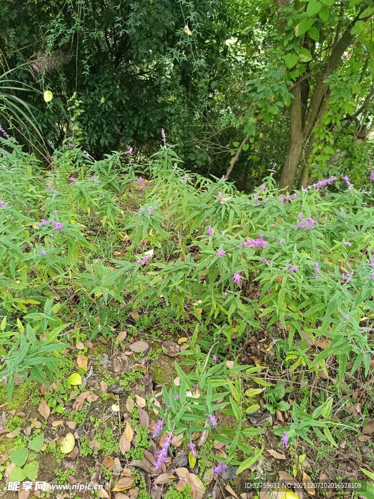 繁茂绿植中的多彩景致