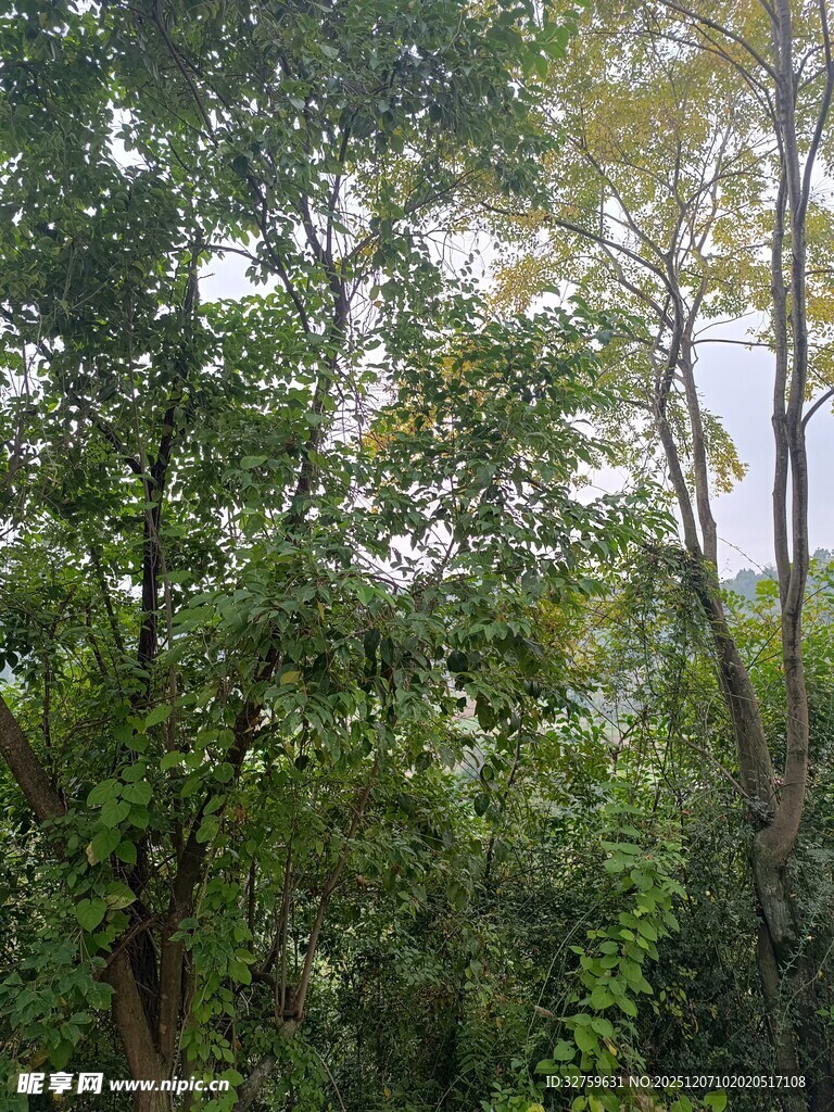 茂密树林绿意盎然