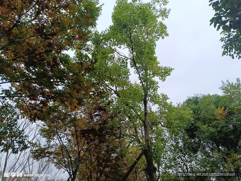 茂密树林中的高大树木