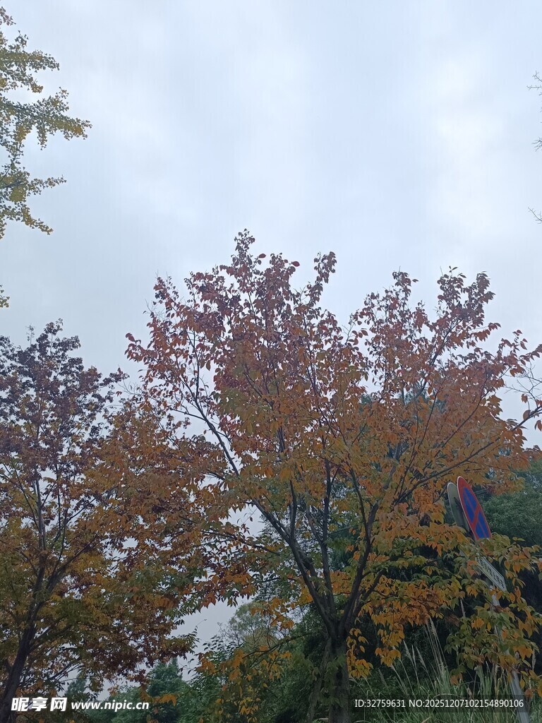 秋日斑斓树木景观