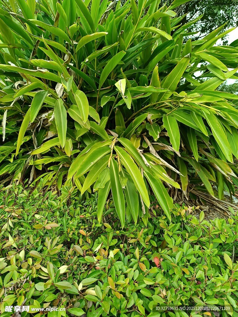 翠绿繁茂的热带植物景观