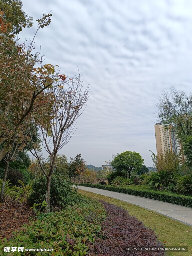 城市林荫小道景观