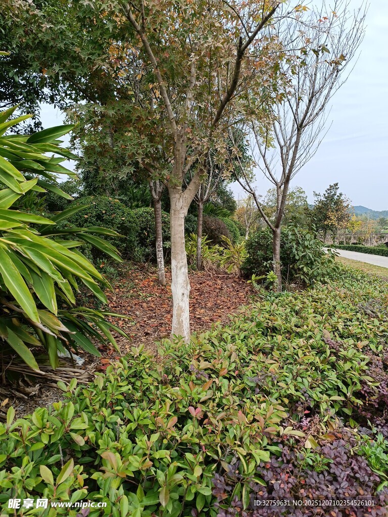 园林绿植景观一角