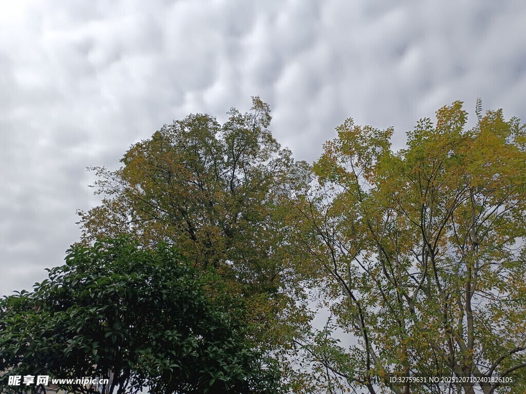 天空下的葱郁树木