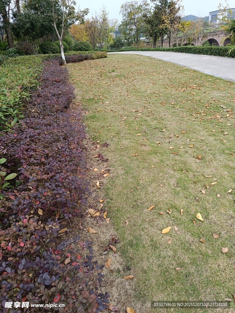 草坪旁的绿植景观