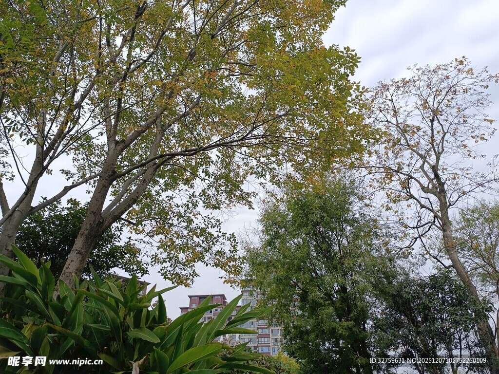 繁茂树林中的多样绿植