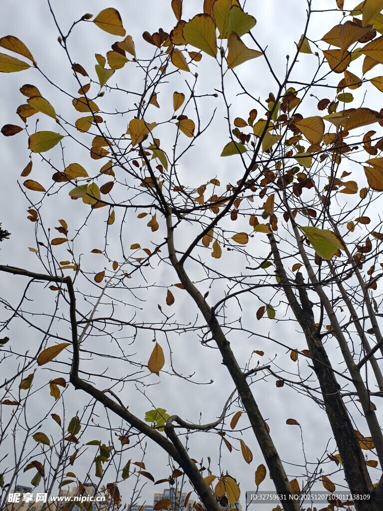 秋日枝头黄叶飘零