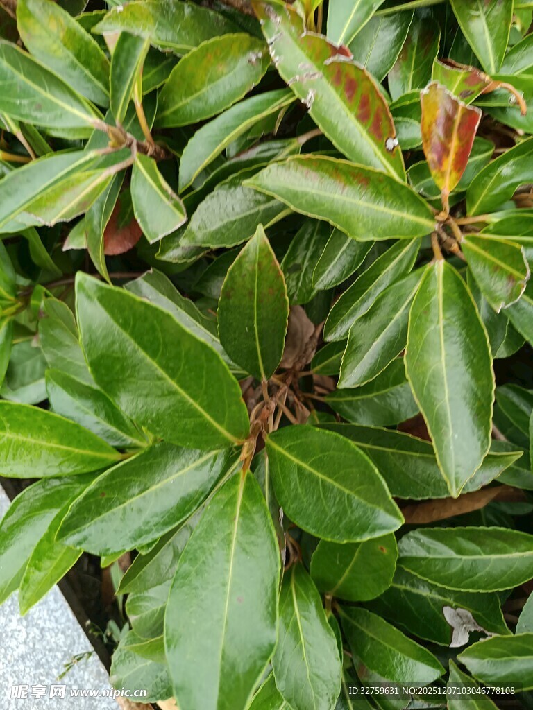 绿叶繁茂的植物景观