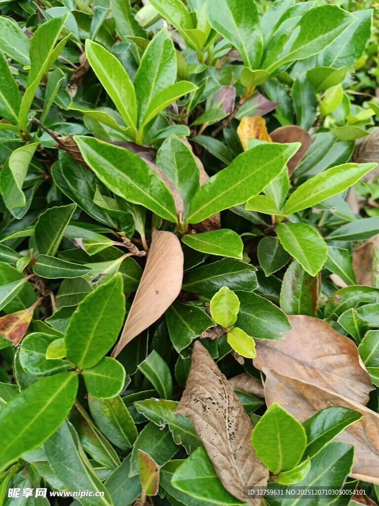 绿叶丛中夹杂枯黄叶片