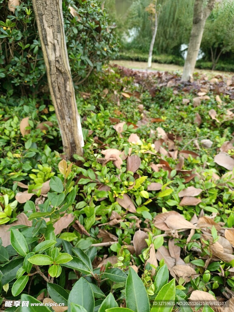 林间繁茂绿植与落叶景象