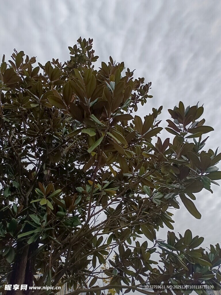 枝叶繁茂的高大树木