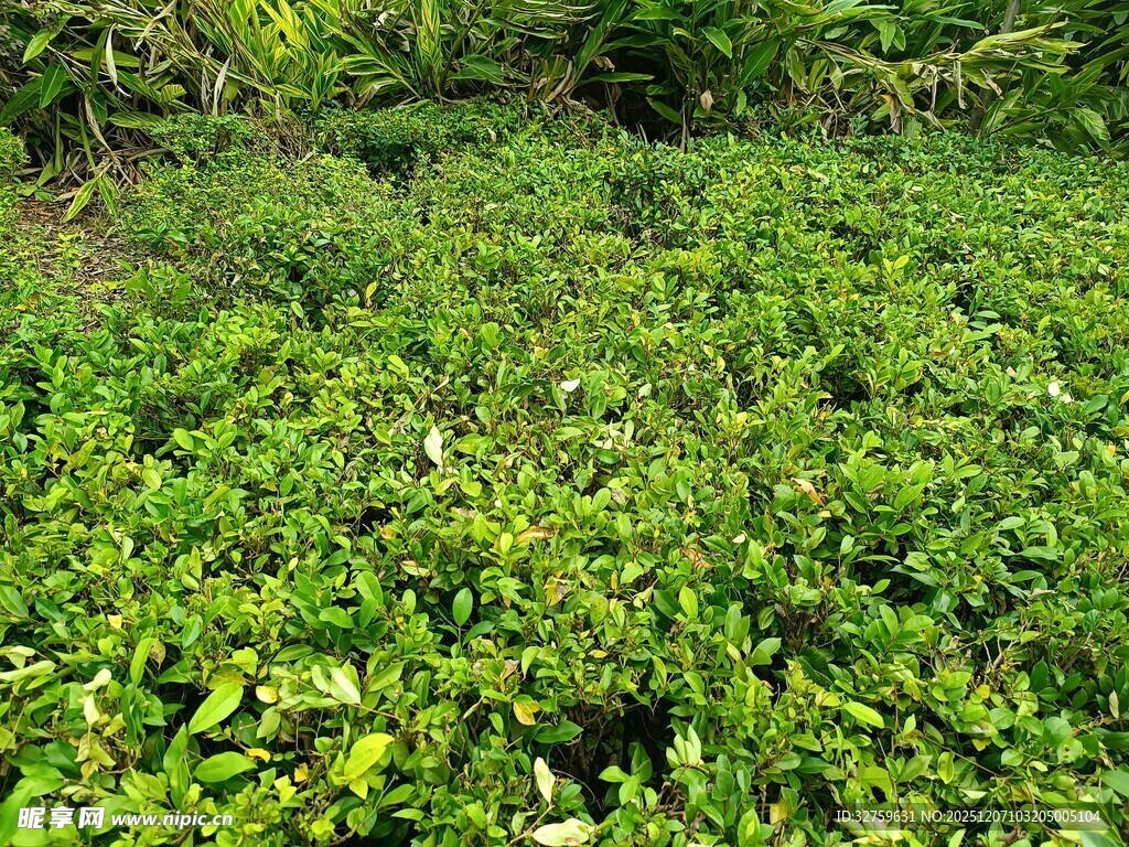 绿意盎然的繁茂植物景观