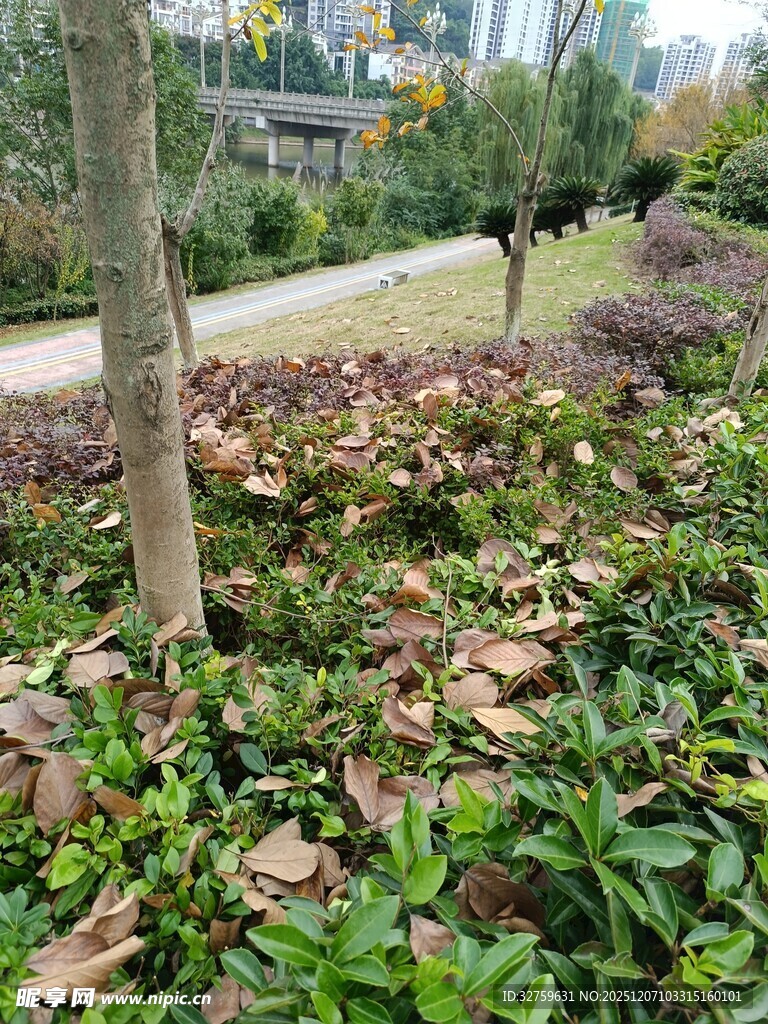 园林绿植景观一角