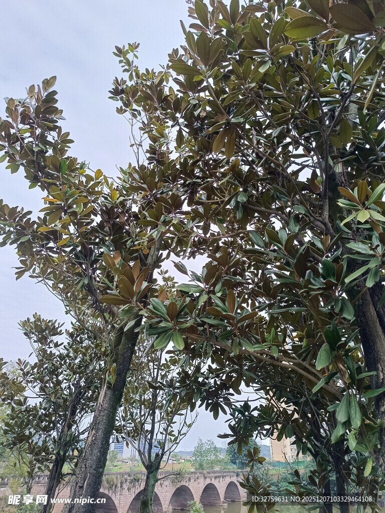 绿叶繁茂的树木景观