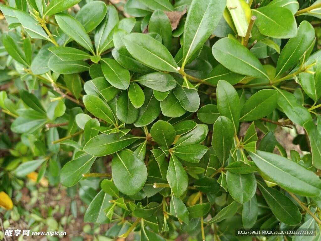 翠绿繁茂的灌木丛