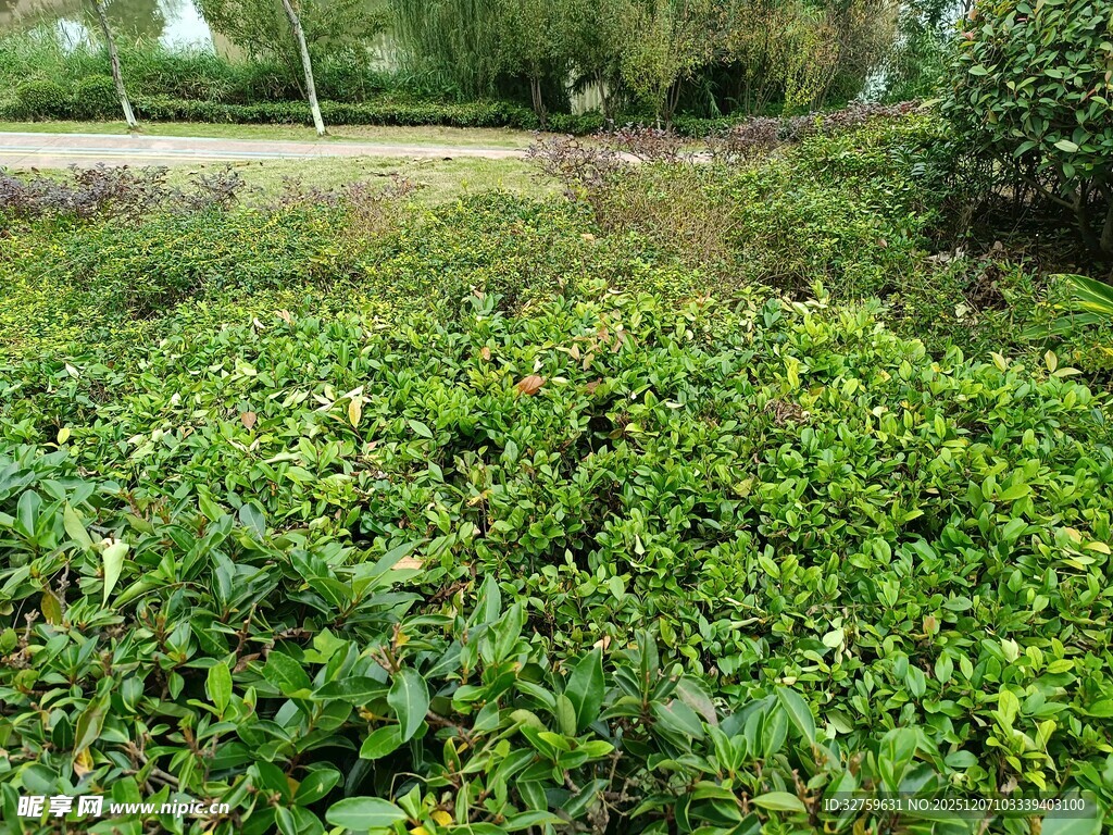 绿意盎然的繁茂植物景观