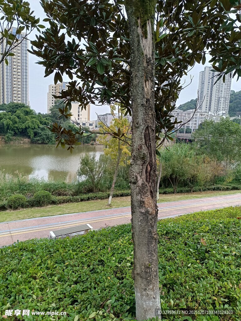 城市河畔绿树与绿植景观