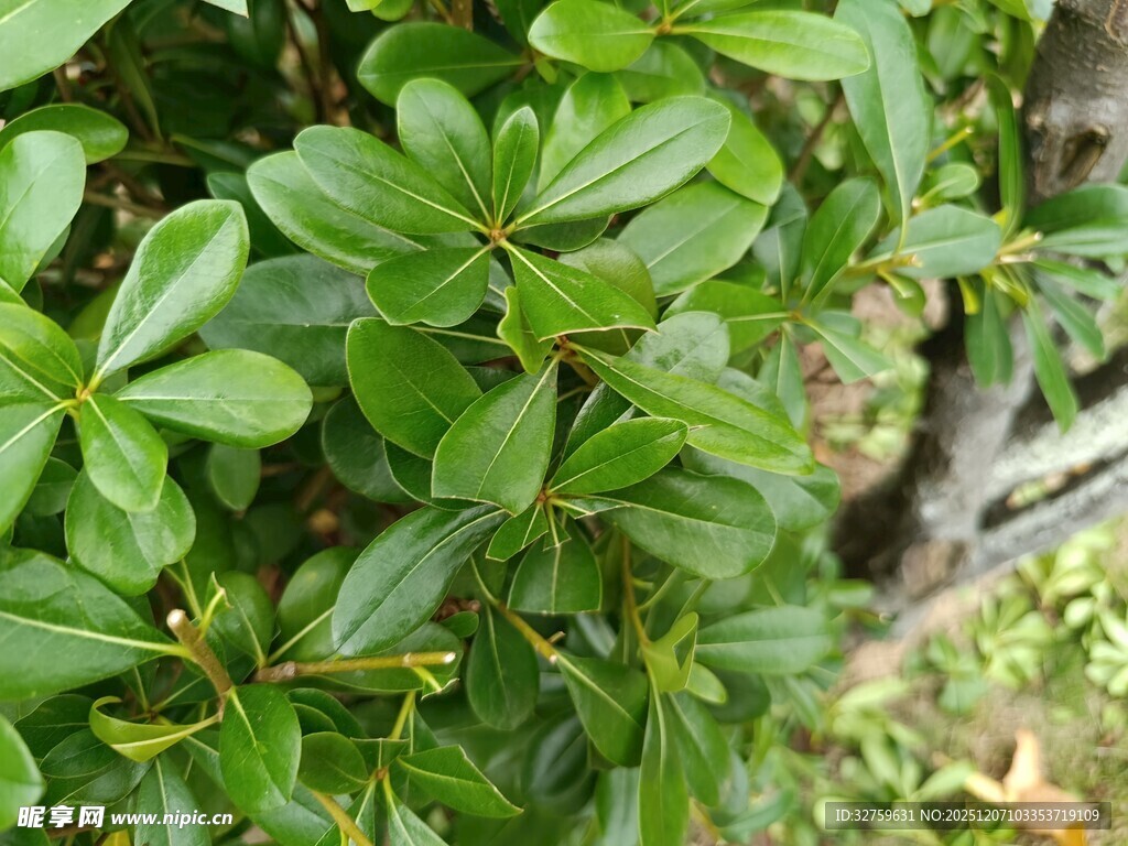 翠绿茂盛的灌木丛植物