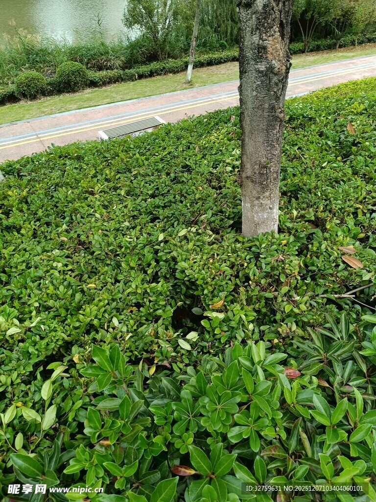 树下繁茂绿植景观