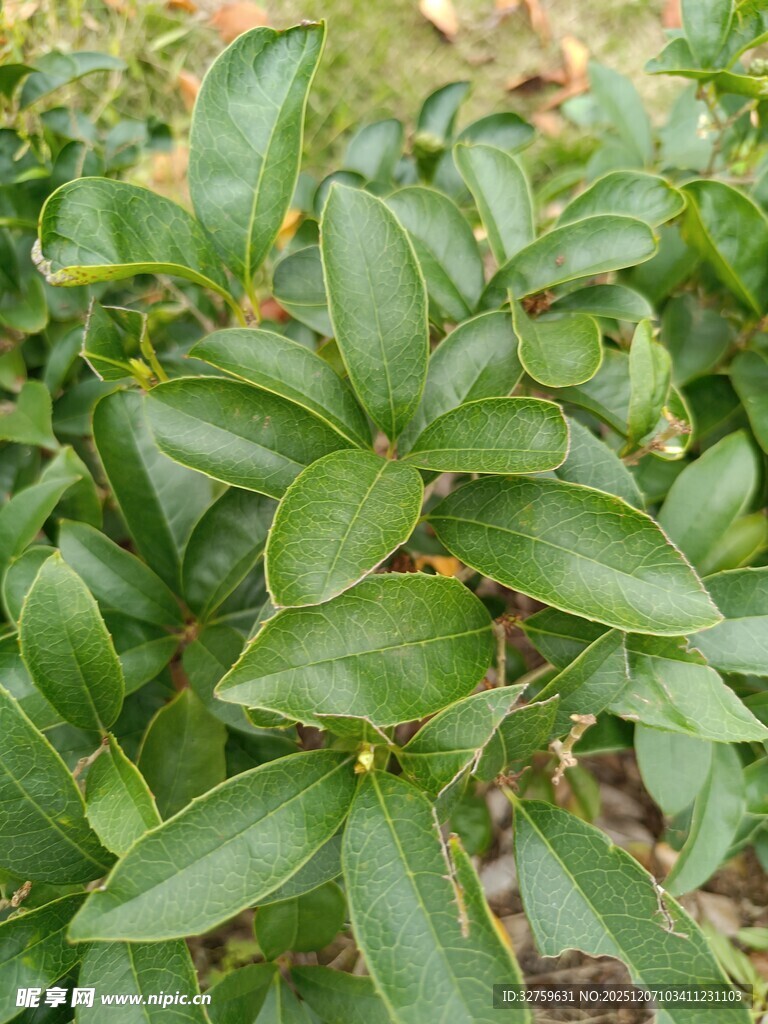 翠绿叶片的植物特写