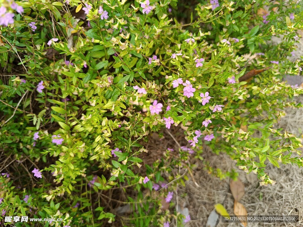 绿叶间绽放的粉嫩小花