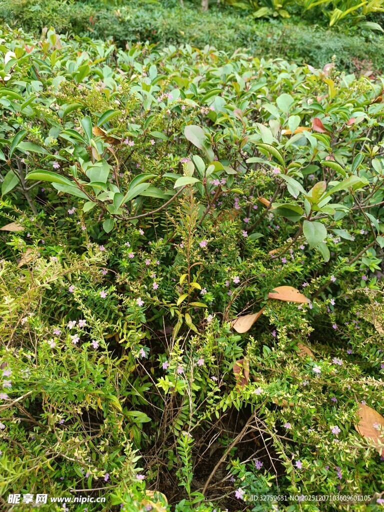 绿意盎然的茂盛植物景观