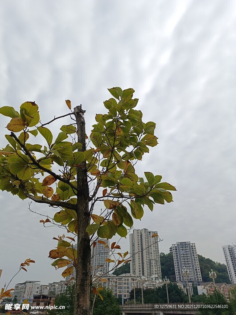 城市中独株树木与高楼