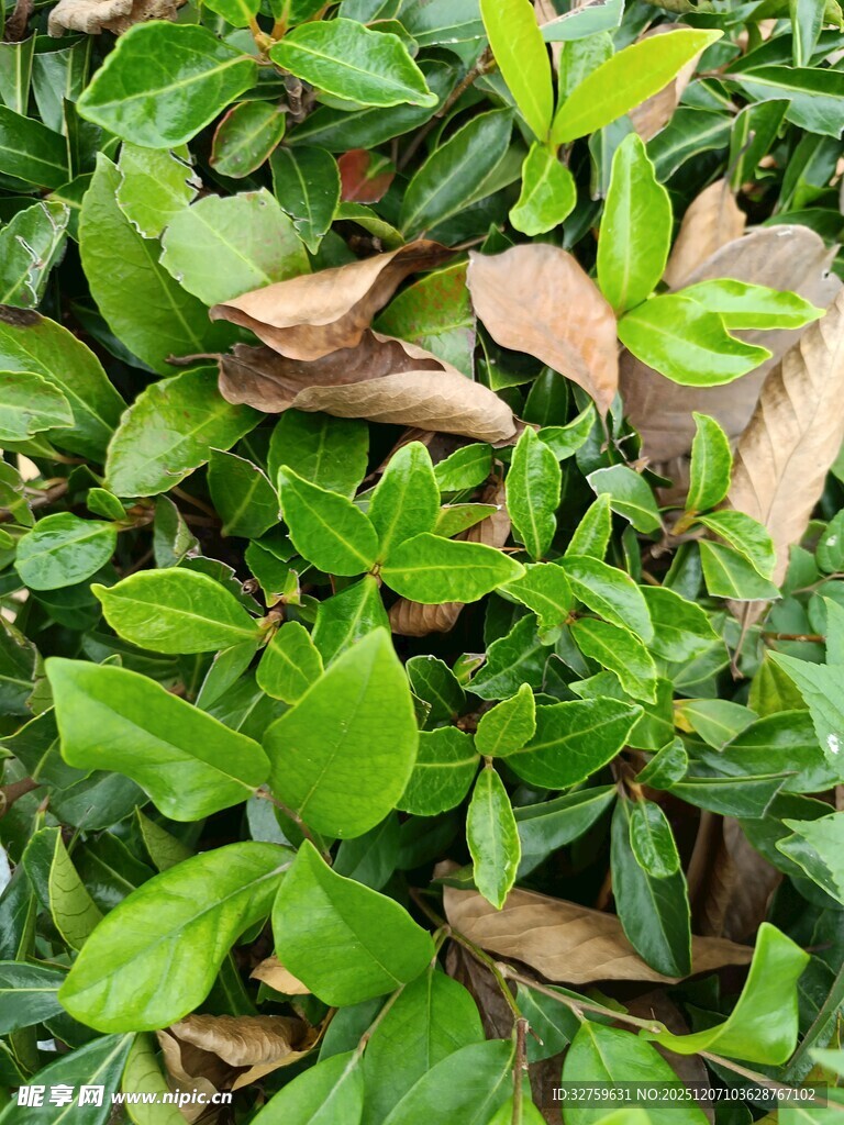 绿叶与枯叶交织的景象