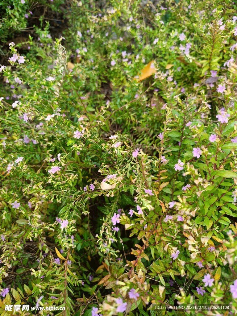 繁茂绿植中的紫色小花