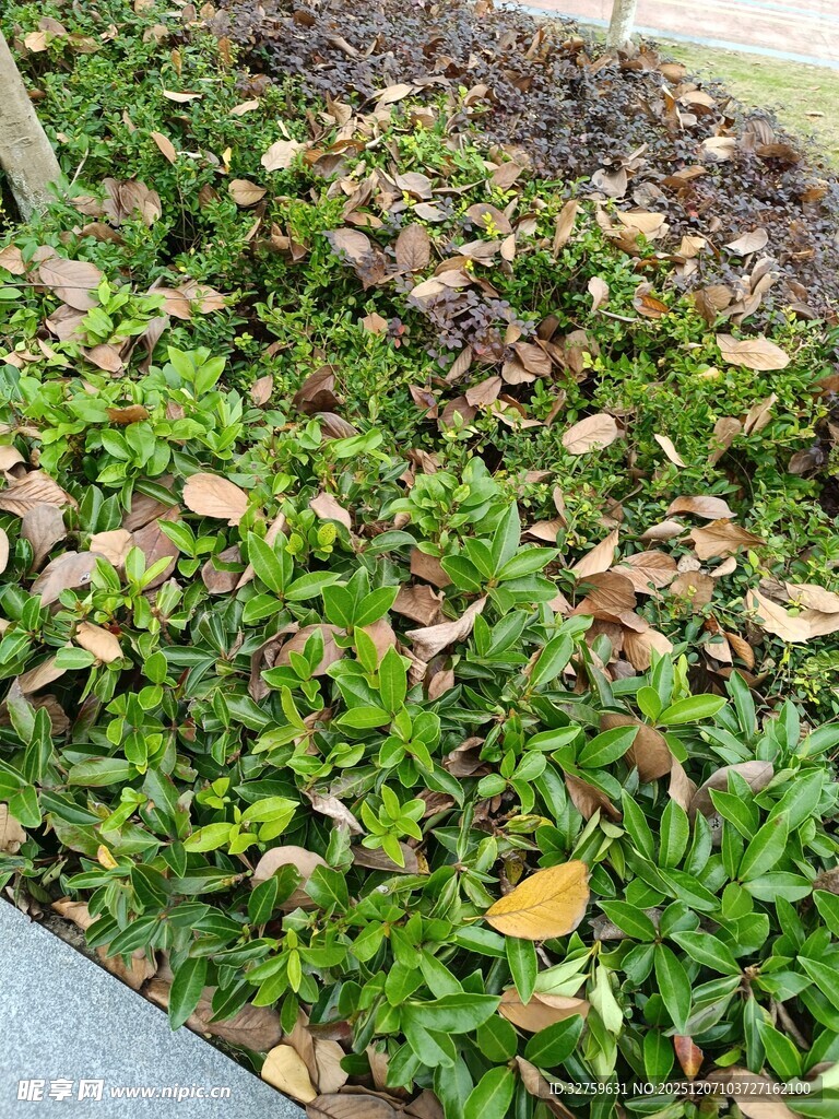 地面绿植与落叶景象