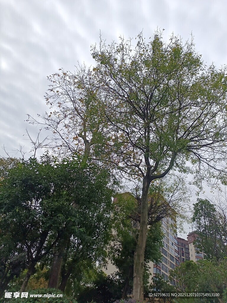 户外挺拔绿树景观