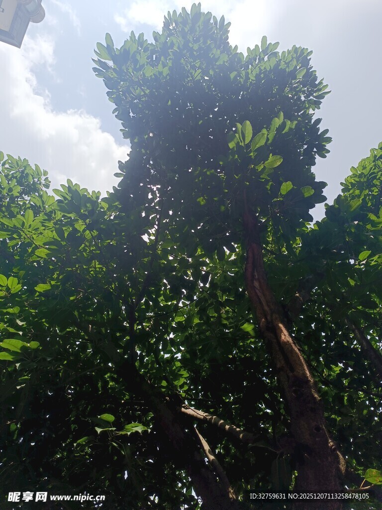 仰视茂密树林绿意盎然