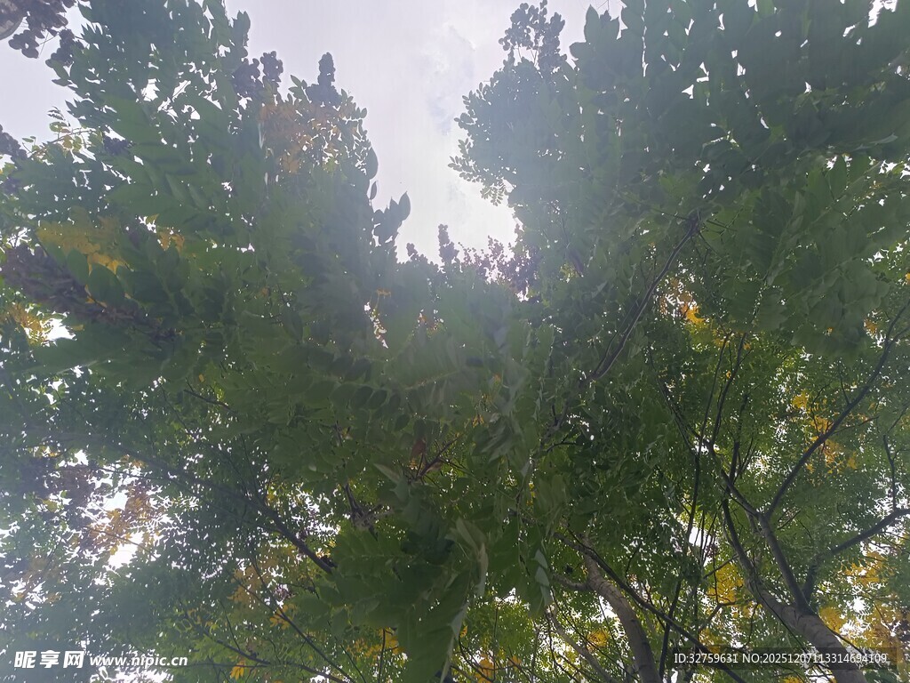 林间阳光穿透茂密树叶